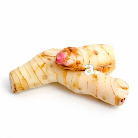 White galangal