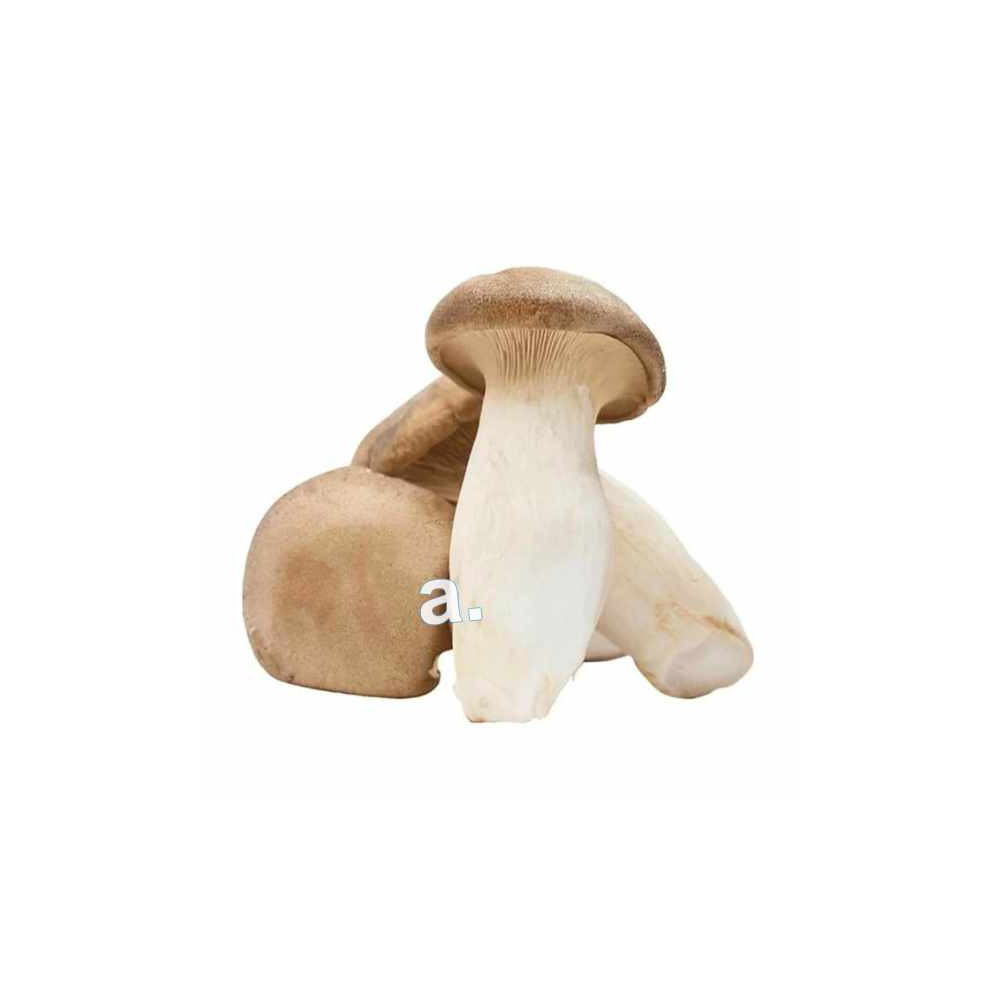 Hlíva královská (Máčková) balení 90 - 100g Hlíva královská (Máčková) balení 90 - 100g