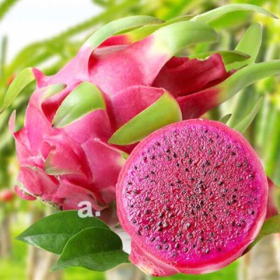 Red Pitahaya